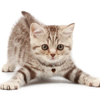 Pet Charm - "Training" Charms & Pendants -Pet Whse