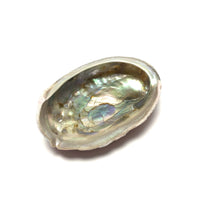 Abalone Shell & Mini Sage Smudge Bundles House of Intuition