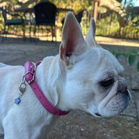 Sodalite Pet Charm - "Immunity" Charms & Pendants -Pet Whse 