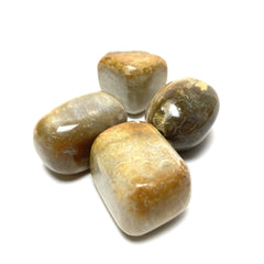 Fossilized Coral Tumbles Fossilized Coral Crystals A. $4.00 